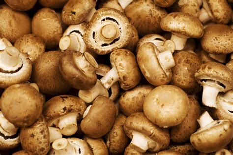 mushrooms_2