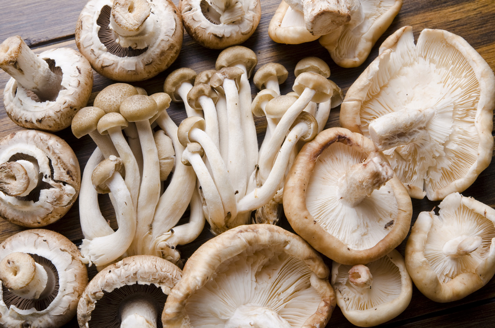 mushrooms_3
